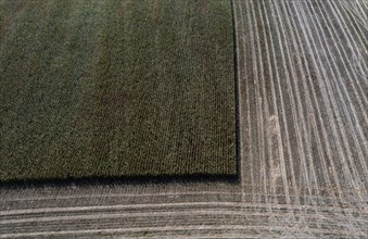 Drone view of a partially harvested Maifel