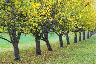 Apple trees in autumn in a meadow