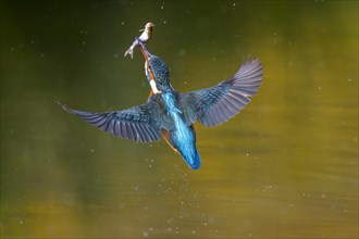Common kingfishers