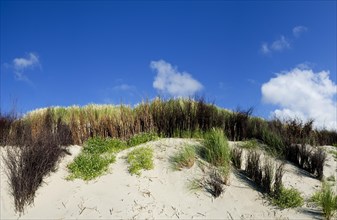 Panorama of the dune landscape