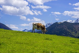 Cow in the pasture