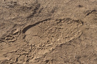 Footprint of desert elephant