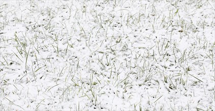 Blades of grass sticking out of a blanket of snow on a snow-covered meadow