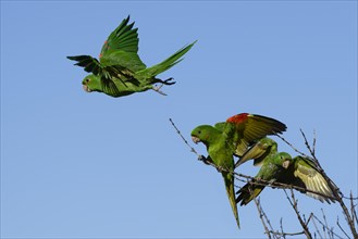 Flying White-eyed Parakeet