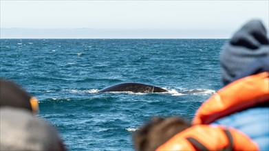 Southern right whale