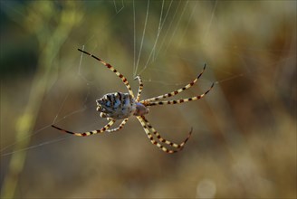 Close-up of a large colorful spider spinning its web with the background out of focus