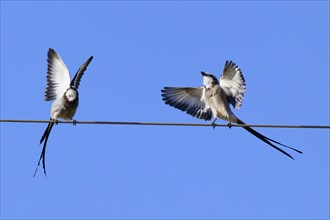 Courtship display of a couple of Streamer-tailed Tyrant
