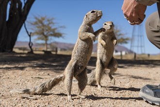 Mountain ground squirrel