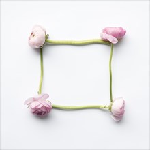 Frame from pink peonies