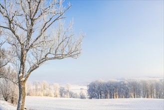 View at a wintry countryside with hoarfrost on the trees and cold fog