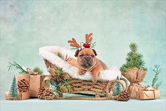 French Bulldog dog puppy in Christmas sleigh carriage surrounded by seasonal decoration in front of green wall