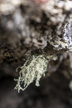 Lichen grows protected on a stone