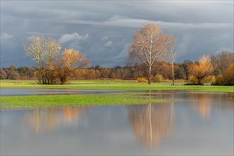Reflected trees in a flooded meadow after heavy storms. Landscape in autumn. Bas-Rhin