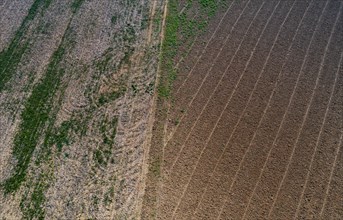 Drone view of harvested fields