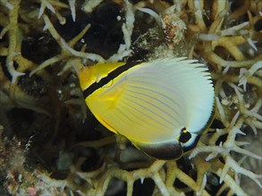 Juvenile red sea butterflyfish