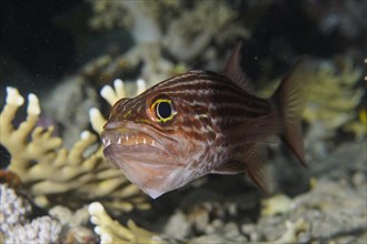 Portrait of largetoothed cardinalfish