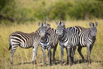 Plains zebra