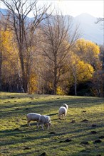 Sheep on a farm in the Cerdanya area in the province of Gerona in Catalonia in Spain