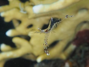 Transparent cave cleaner shrimp