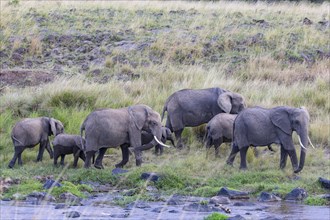 African elephant