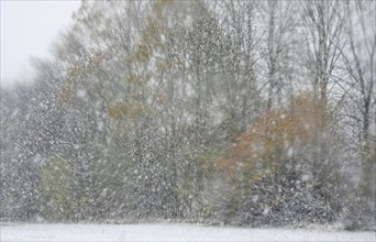 Forest in winter with snow