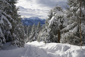 View from the Neureuth to the Hirschberg in winter