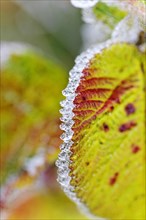 Hoarfrost