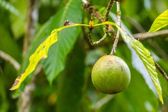 Calabash tree fruit