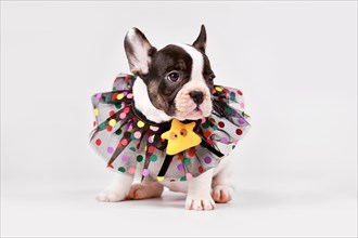 Pied French Bulldog dog puppy with lace collar sitting on white background