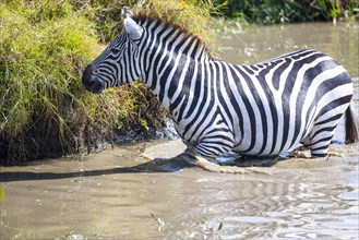Plains zebra
