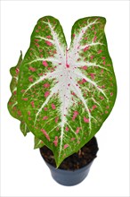 Exotic Caladium Hearts Desire houseplant with bright red leaves in pot on white background