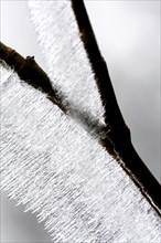 Hoarfrost