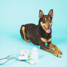 Dog veterinary equipment