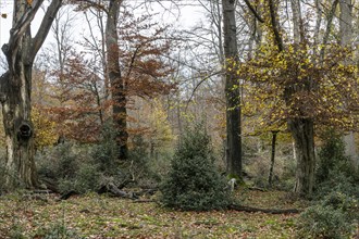 Hutewald forest in autumn