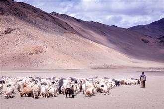 Shepherd with his Changthangi or Changpa