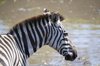 Plains zebra