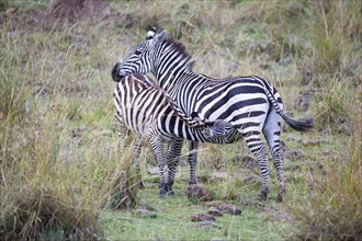 Plains zebra