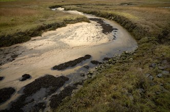Tidal creek in the Wadden Sea