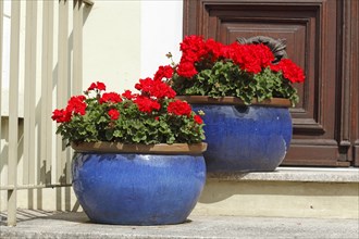 Red summer flowers in flower pots standing in front of a front door