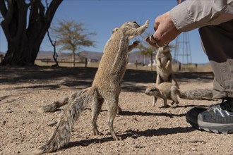 Mountain ground squirrel