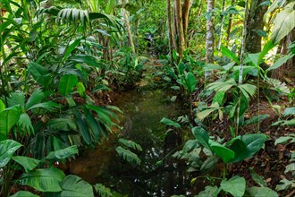 Stream in the tropical jungle