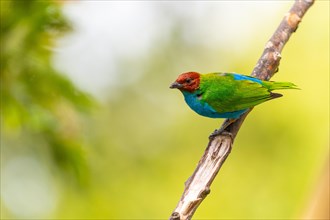 Red-headed Tanager