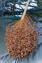 Bunch of fresh dates hanging from a date palm tree