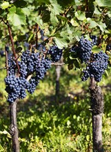 Vineyard with Blaufraenkisch vines