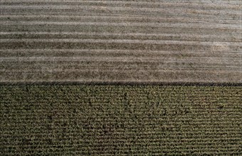 Drone view of a partially harvested maize field