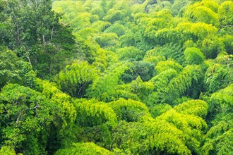 Tree bush forest