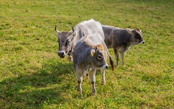 Cute Cows on the Green Field in Switzerland