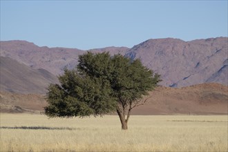 Acacia in front of Tirasbergen