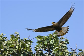 Flying Crested Caracara