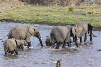 African elephant